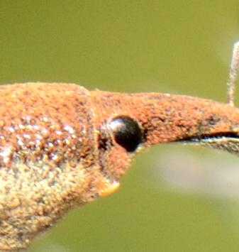 Lixus sp.